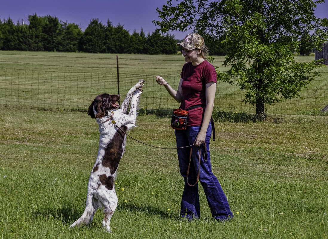 DOG TRAINING PACKAGE